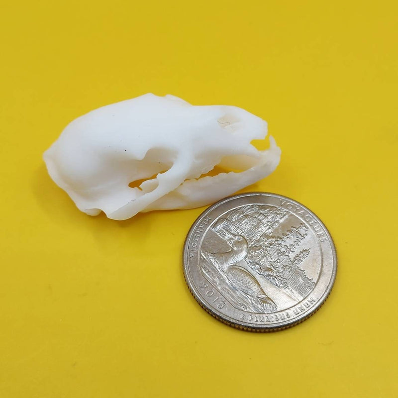 Black Bear Skull Replica - 1:12 Scale