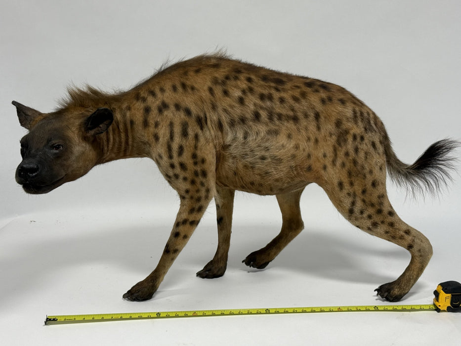  Real Taxidermy Vintage Spotted Hyena (Crocuta crocuta)
