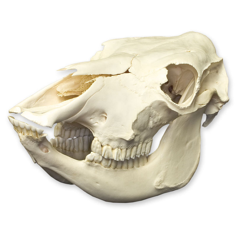 Real Domestic Cow Skull