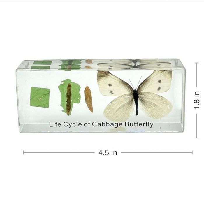 Real Cabbage Butterfly Life Cycle Paperweight