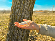 SKULLIES - Miniature American Alligator Skull
