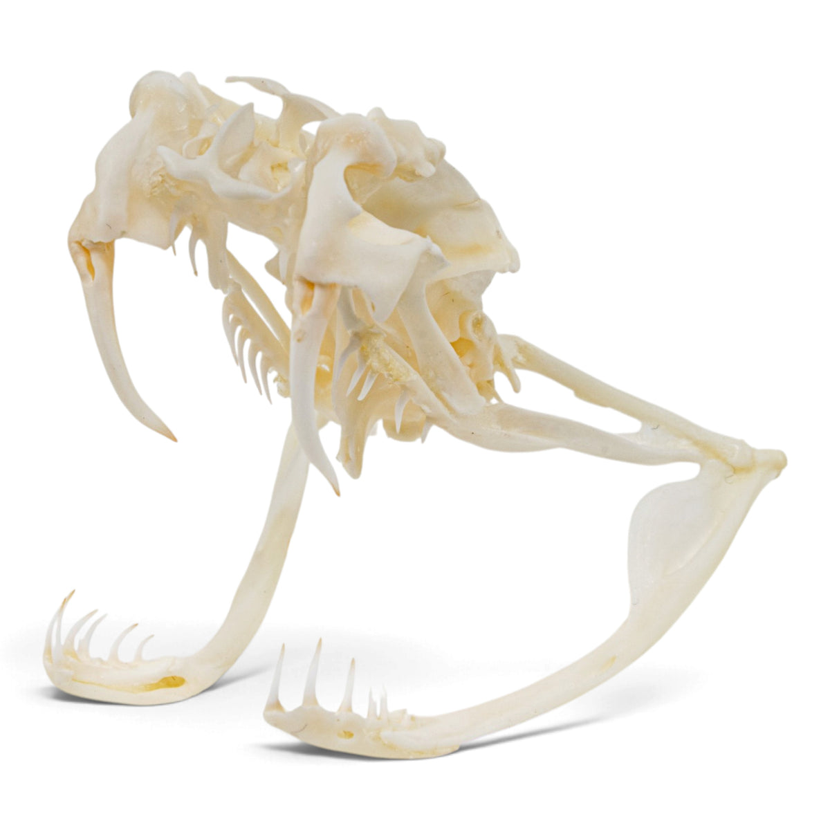 Real Eastern Diamondback Rattlesnake Skull