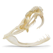 Real Eastern Diamondback Rattlesnake Skull