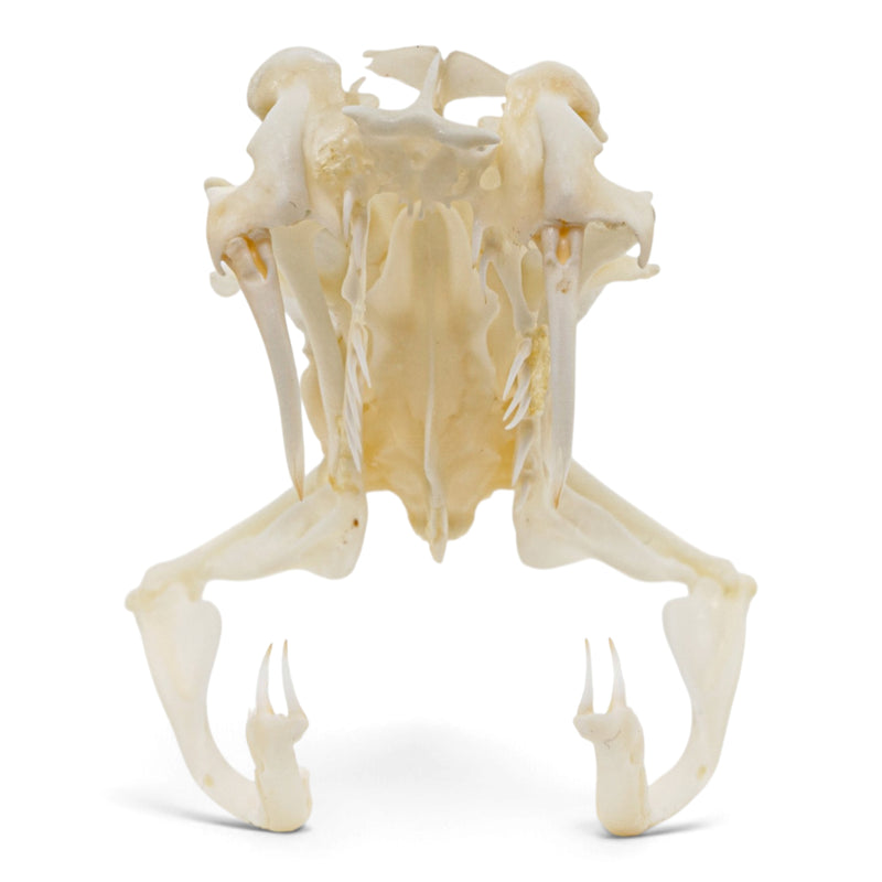 Real Eastern Diamondback Rattlesnake Skull