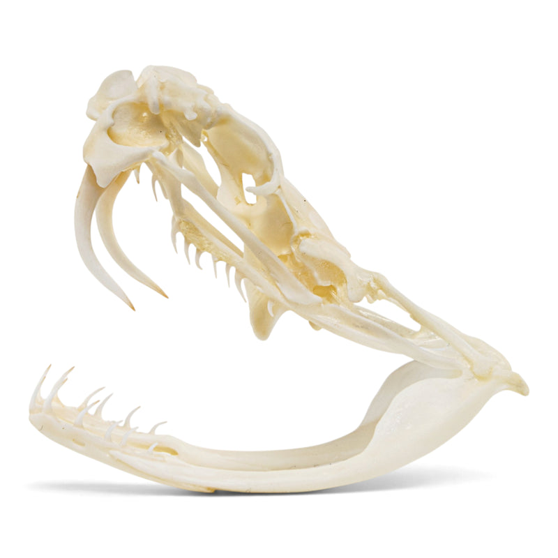 Real Eastern Diamondback Rattlesnake Skull