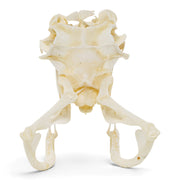 Real Eastern Diamondback Rattlesnake Skull