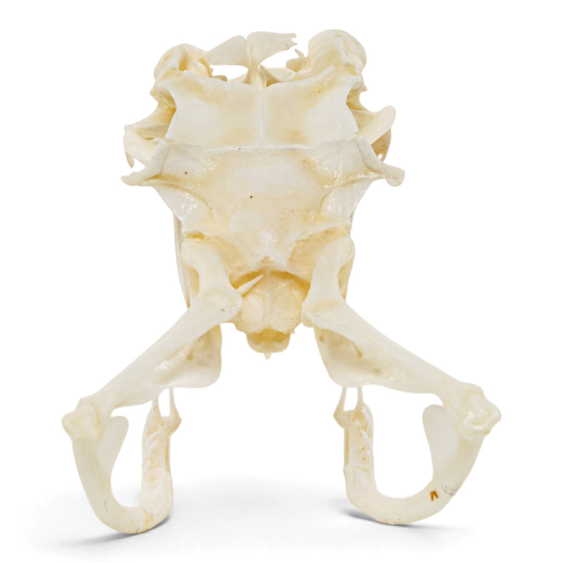 Real Eastern Diamondback Rattlesnake Skull