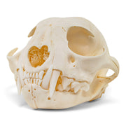 Real Canadian Lynx Skull - Young Adult