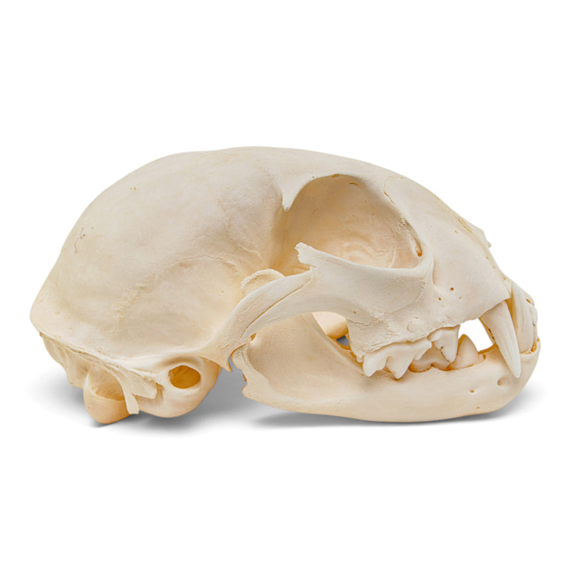 Real Canadian Lynx Skull - Young Adult