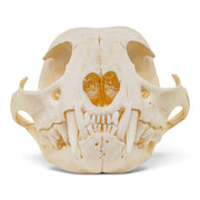 Real Canadian Lynx Skull - Young Adult