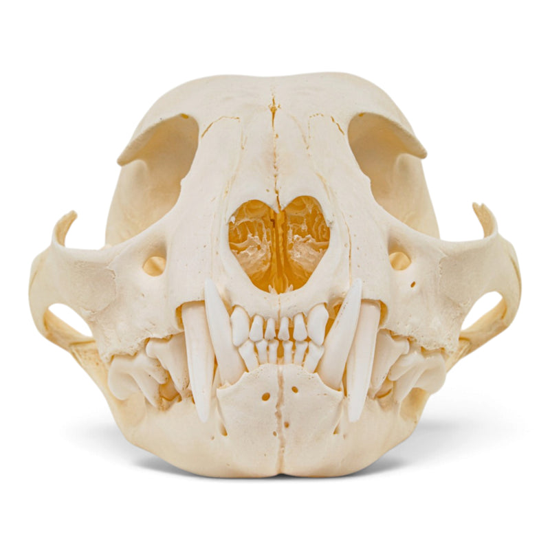 Real Canadian Lynx Skull - Young Adult