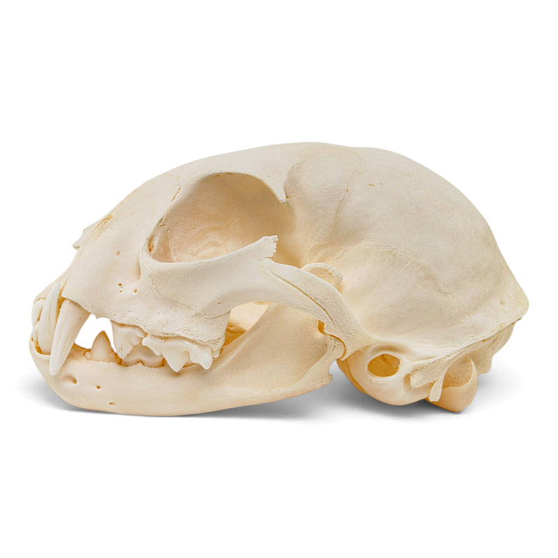 Real Canadian Lynx Skull - Young Adult