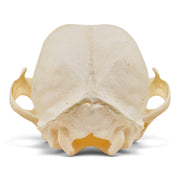 Real Canadian Lynx Skull - Young Adult