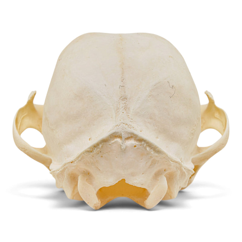 Real Canadian Lynx Skull - Young Adult