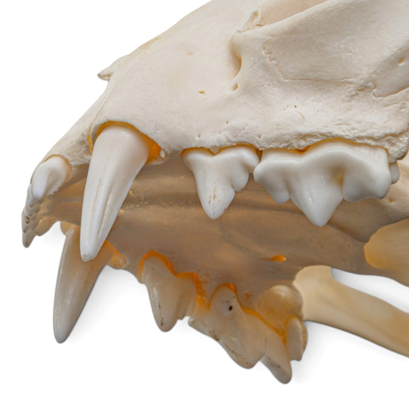 Real Canadian Lynx Skull - Young Adult