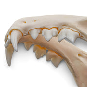 Real Canadian Lynx Skull - Young Adult