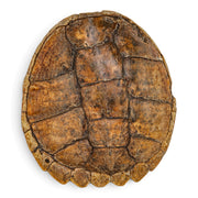 Real Snapping Turtle Shell - Pathology