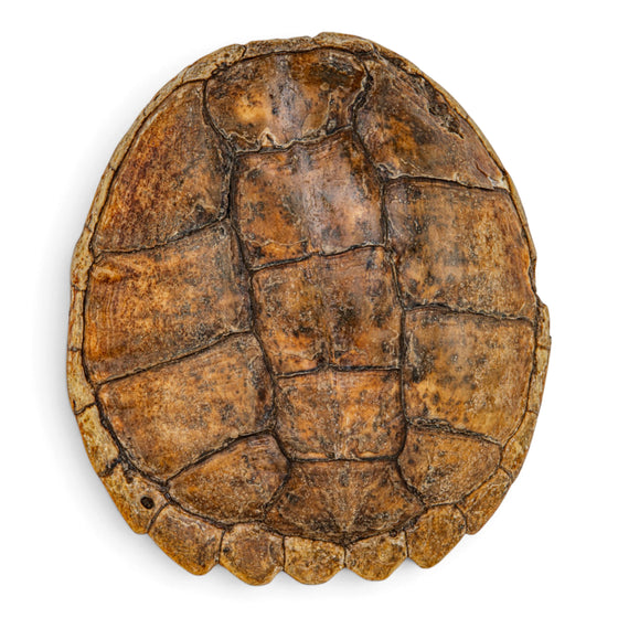 Real Snapping Turtle Shell - Pathology