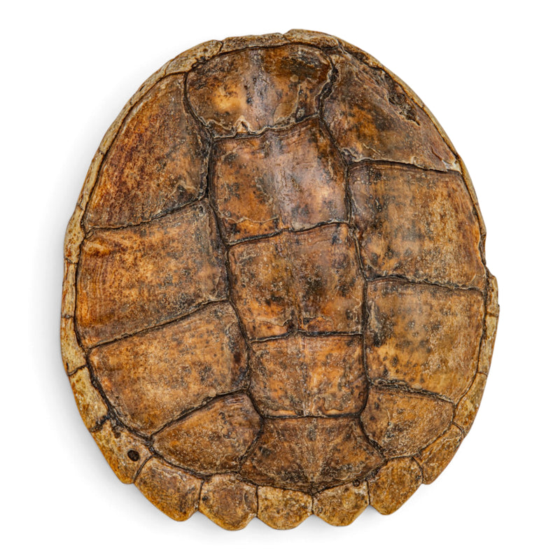 Real Snapping Turtle Shell - Pathology