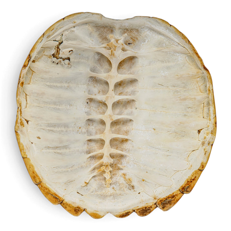 Real Snapping Turtle Shell - Pathology