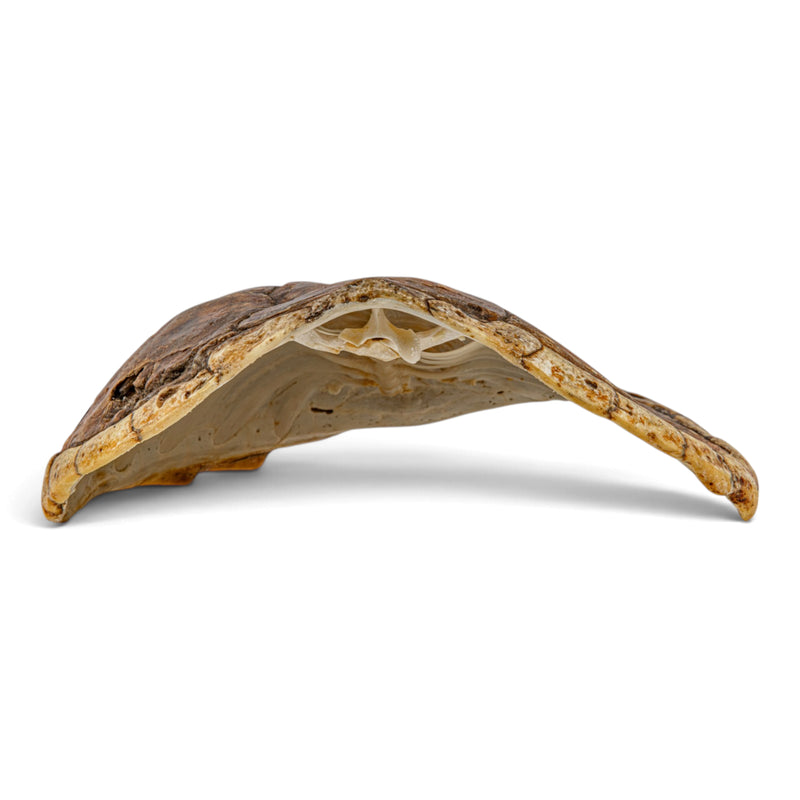 Real Snapping Turtle Shell - Pathology