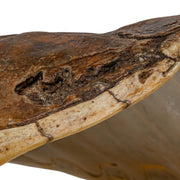 Real Snapping Turtle Shell - Pathology