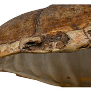 Real Snapping Turtle Shell - Pathology