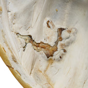 Real Snapping Turtle Shell - Pathology