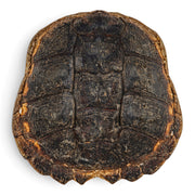 Real Snapping Turtle Shell - Extra Large