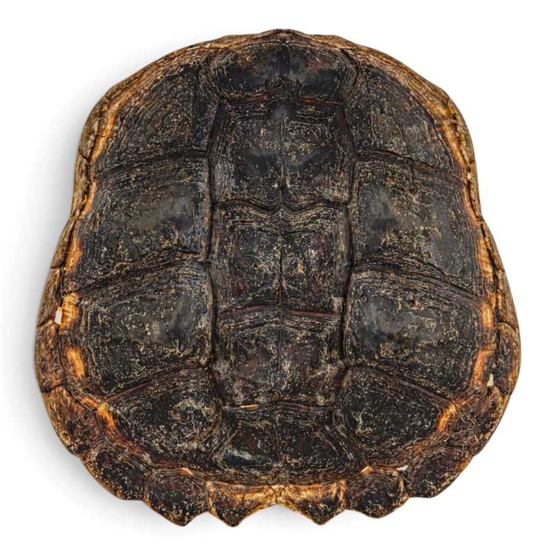Real Snapping Turtle Shell - Extra Large