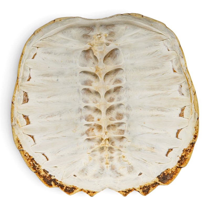 Real Snapping Turtle Shell - Extra Large