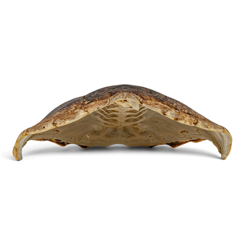 Real Snapping Turtle Shell - Extra Large