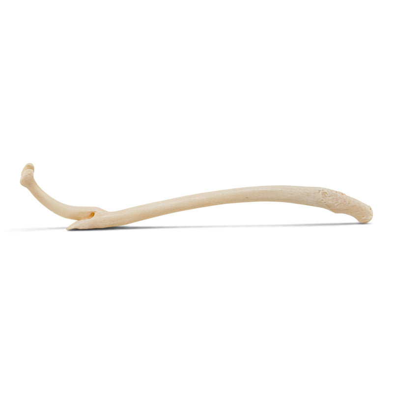 Real Raccoon Baculum - Impaired