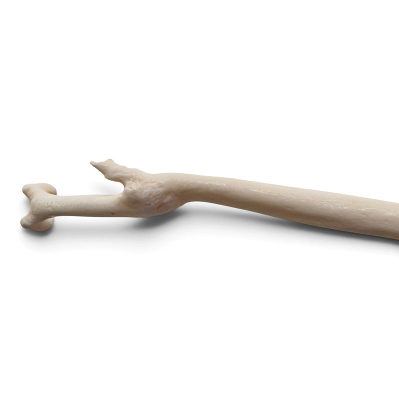 Real Raccoon Baculum - Impaired