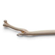 Real Raccoon Baculum - Impaired