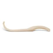 Real Raccoon Baculum - Impaired