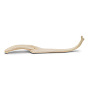Real Raccoon Baculum - Impaired