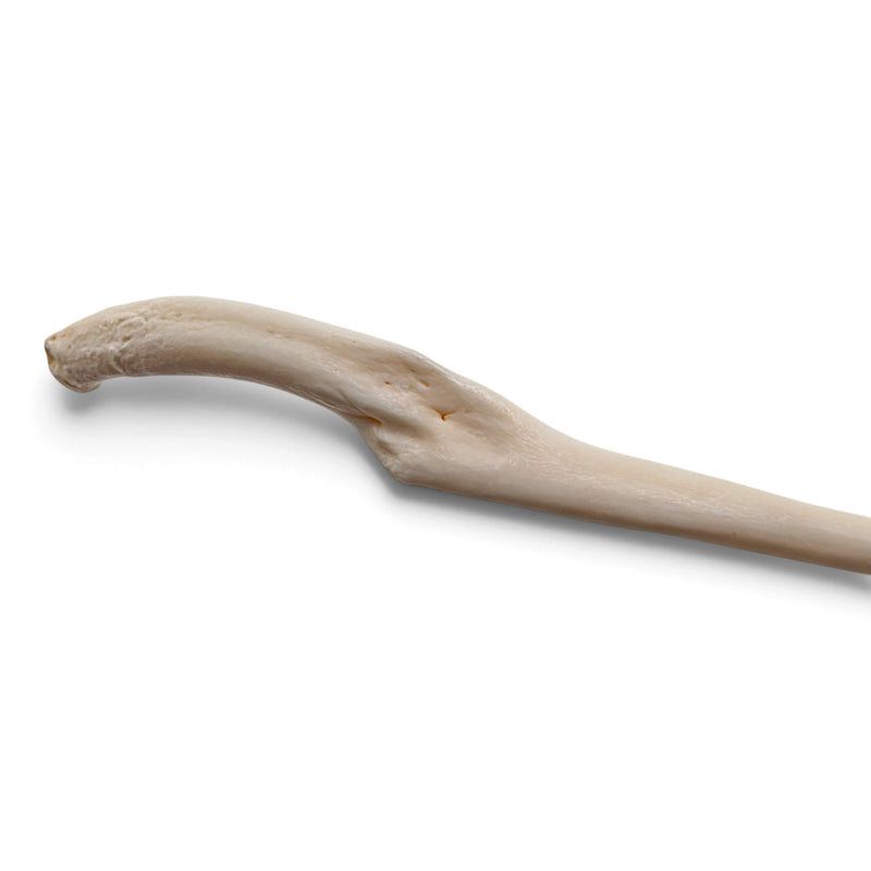 Real Raccoon Baculum - Impaired