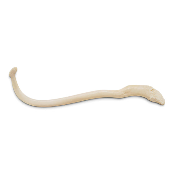 Real Raccoon Baculum - Impaired