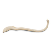 Real Raccoon Baculum - Impaired