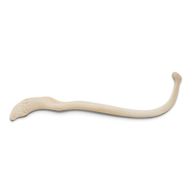 Real Raccoon Baculum - Impaired