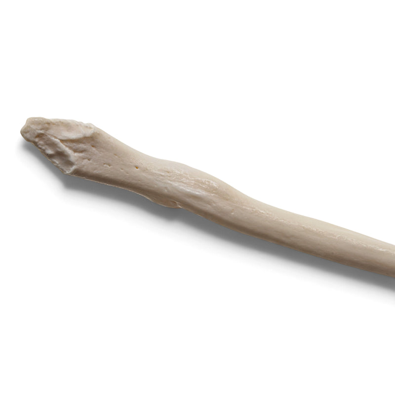 Real Raccoon Baculum - Impaired