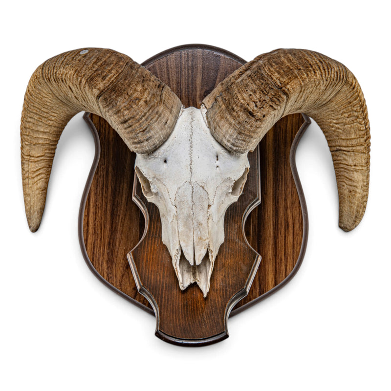 Real Antique Bighorn Sheep Skull - on Plaque