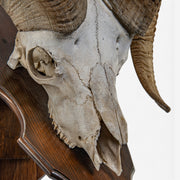 Real Antique Bighorn Sheep Skull - on Plaque