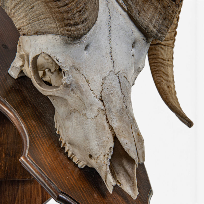 Real Antique Bighorn Sheep Skull - on Plaque