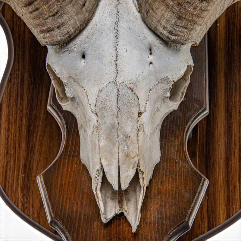 Real Antique Bighorn Sheep Skull - on Plaque