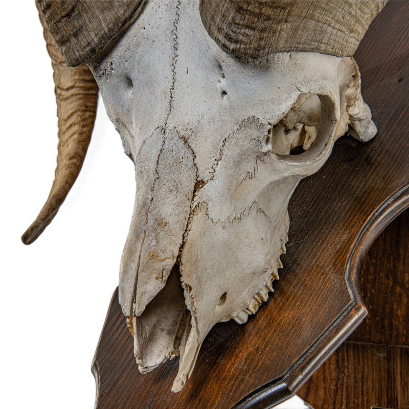 Real Antique Bighorn Sheep Skull - on Plaque
