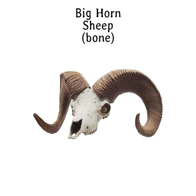 Bighorn Sheep Skull Replica - 1:12 Scale