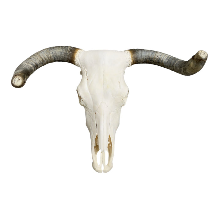 Real Longhorn Skull For Sale — Skulls Unlimited International, Inc.
