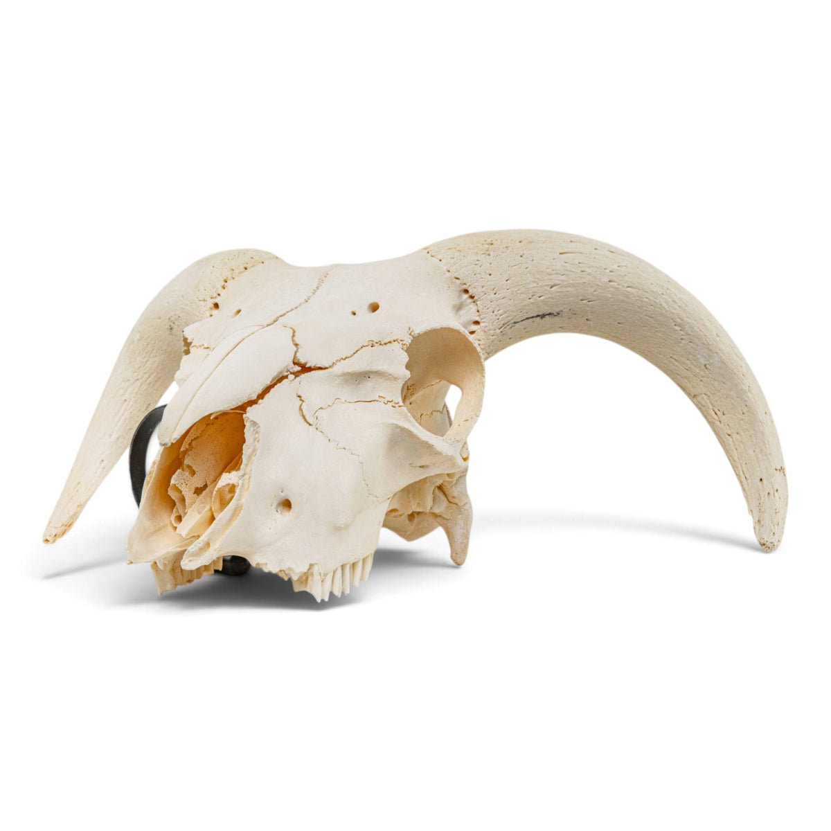 Real Domestic Ram Skull
